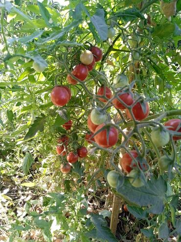 Другие услуги: Ищу бизнес партнера, инвестора, для выращивания овощей (открытый — 3