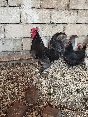 xoruz satlir: 10 ayliq avstrolop xoruzu satılır. 3 kilodan çox çəkisi var. vaksin — 1