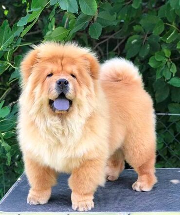 kavezi za papagaje nimfe: Chow Chow / Čau Čau štenci Chow Chow / Čau Čau štenci na prodaju!