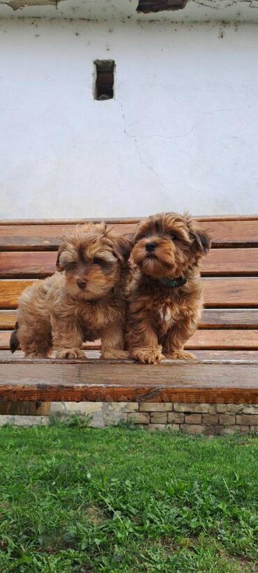 Psi: Ovi preslatki mališani su štenci Havanskog Bišona, jedna ženkica i 4 na lalafo.rs — 6 Psi: Ovi preslatki mališani su štenci Havanskog Bišona, jedna ženkica i 4 — 6