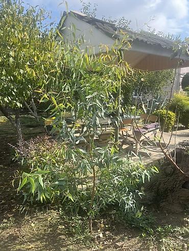 demir agac: Məhsul: Ekalipt ağacı (Eucalyptus) Təsvir: - Hündürlüyü təxminən — 1