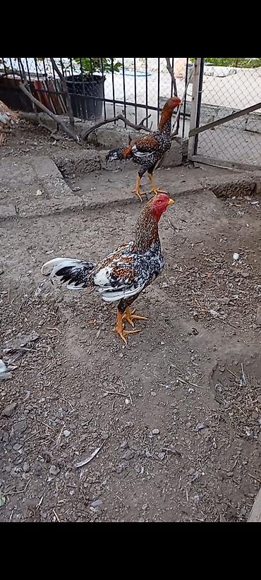 heyrati becesi: Heyrati pleymut becə satilir.mart becəsidi.irak özbək qarişigidi.hələ — 3