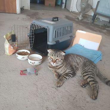 gps для кота под кожу: Кошка даром: Скотиш Фолд (Шотландская вислоухая), 8 месяцев, Мальчик — 2