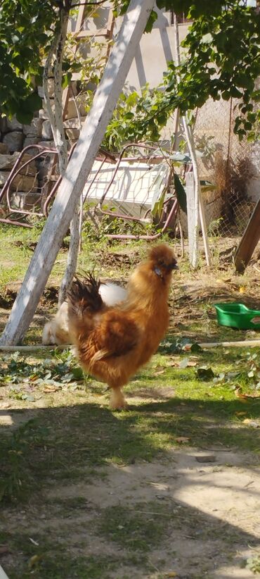 Xoruzlar: PON POn xoruzu satilir tekce — 4