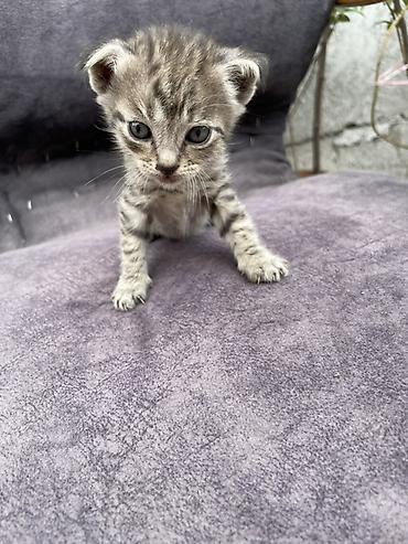 Продажа кошек: Котята - Описание: Милые домашние котята, короткошёрстные. На фото — — 13