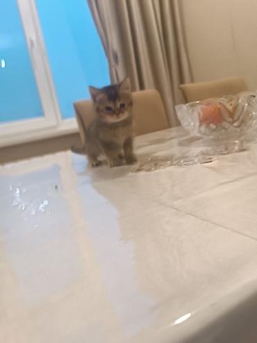 Pişiklər: Britan — 6