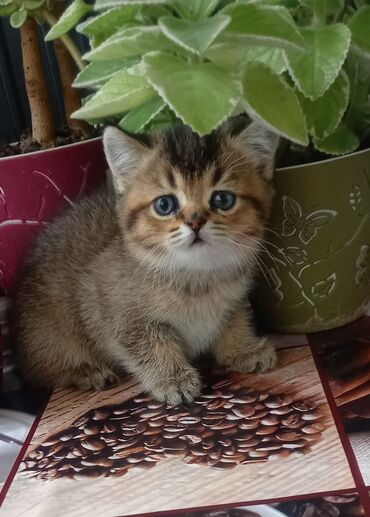 шотландская мраморная кошка: Скотиш Страйт (Шотландская прямоухая), 2 месяца, Девочка, Золотая шиншилла, Приучена к лотку