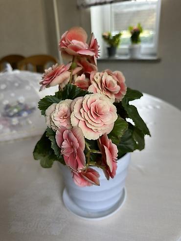 Бегония клубневая в горшке - Компактный куст с пышными махровыми