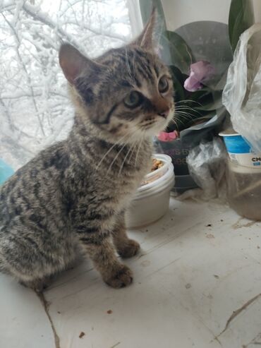 Отдам даром кошку: КОШКИ И КОТЯТА У НАС ПРИЮТ любой окрас есть можете выбрать у нас — 23