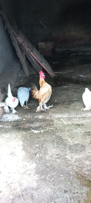 попугай ара цена: 5 aylıq Təmiz,cır yaponkalar.Unvan Lənkəran Bakıya 20yanvara və bəzi — 1
