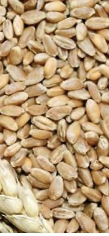 ARPA SATISI. kılosu 30-35 qepıy arası 4-5 ton arasıdı arpa lalafo.az -da ARPA SATISI. kılosu 30-35 qepıy arası 4-5 ton arasıdı arpa