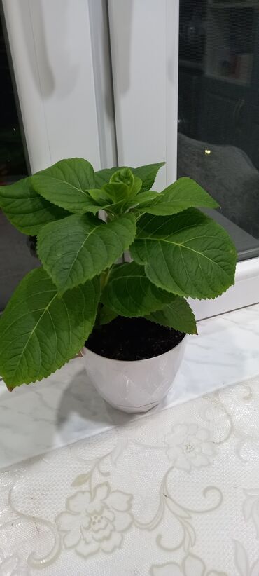 Otaq bitkiləri: 6-30 aznə kimi qiymətlər mövcuddur — 10