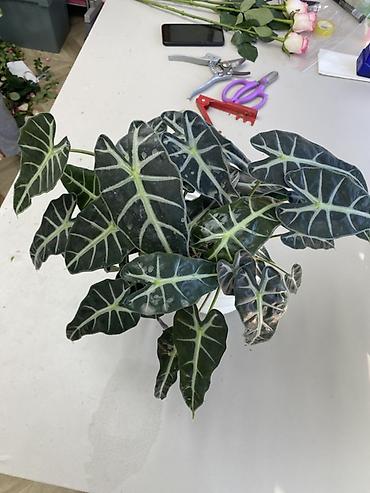 Алоказии: Алоказия «Поли» (Alocasia x amazonica ‘Polly’) в декоративном кашпо — 2