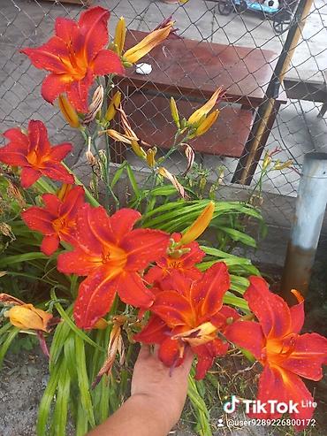 Другие садовые цветы и кустарники: Ново Покровка — 12