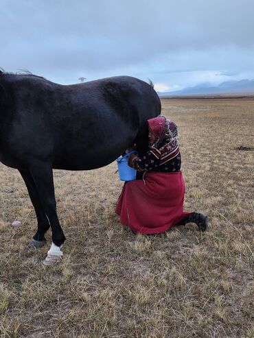 тянь шань форель: Алайдын акыркы кымызынан ичип калыныздар нак кымыз алып ичиниздер
