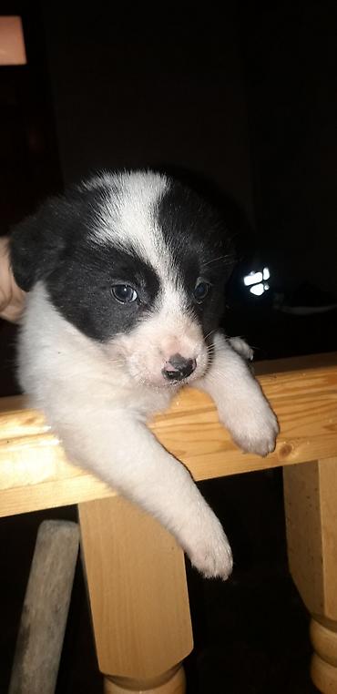 İtlər: Zvonok, 2 ay, Erkek, Peyvəndli — 2