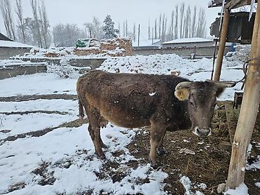 Коровы, быки: Продаю | Корова (самка) | Швицкая | Для молока | Привязанные — 9