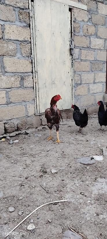 avstralop xoruz: Məhsul: Xoruz (aşil/oyun tipi, uzun ayaqlı) Təsvir: - Rəng — 3