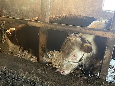 Коровы, быки: Продаю | Бык (самец) — 27