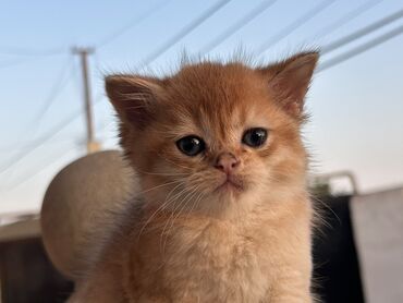 pi̇şi̇k: Qızıl şinşilla, Erkək, Yaxşı əllərə, Pulsuz çatdırılma