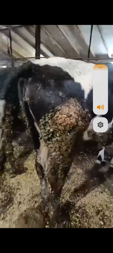 Inəklər, öküzlər: Salam aleykum super 2 dene iney diler cüt 6400 diyilir razılaşmaq olar — 10