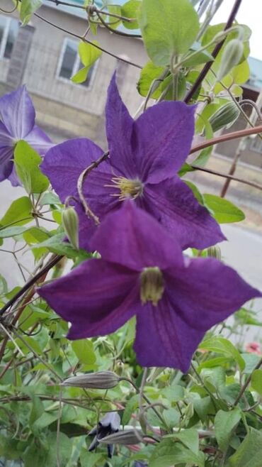 Садовые цветы и кустарники: Саженцы цветка: Клематисы — 11