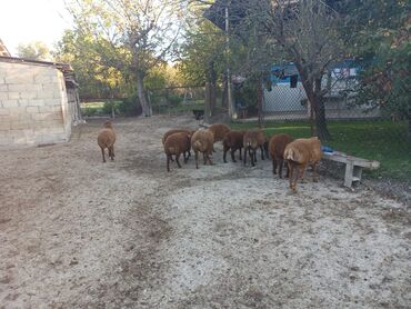 сколько стоит аквариум: 3 aylığ südəmər quzular satılır! Diri çəkisi 10 manatdı,tək tək