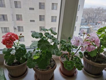 Герани и пеларгонии: Комнатные цветы at lalafo.kg — 9 Герани и пеларгонии: Комнатные цветы — 9