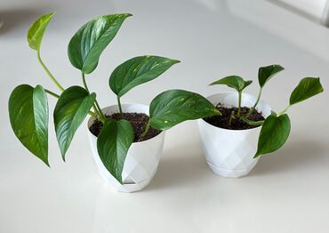 ev bitkiləri: Potos sarmasigi, Scindapsus bitkisi hazir ag gablarda ev ve ofis uchun