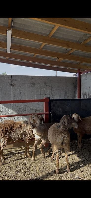 кукуруза на продажу: Продаю | Овца (самка) | Для разведения | Матка — 3