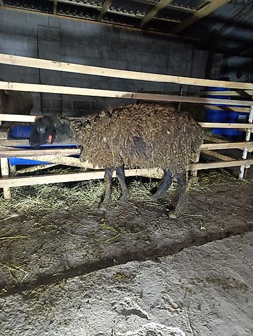 Баран, овца: Продаю | Овца (самка), Ягненок — 8