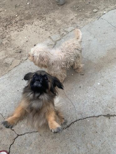 İtlər: Pudel, 1 il, Dişi, Sənədli, Ünvandan götürmə lalafo.az -da İtlər: Pudel, 1 il, Dişi, Sənədli, Ünvandan götürmə