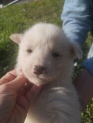 Psi: POKLANJAM štence mesanci haskija i ptičara,očišćeni od — 25