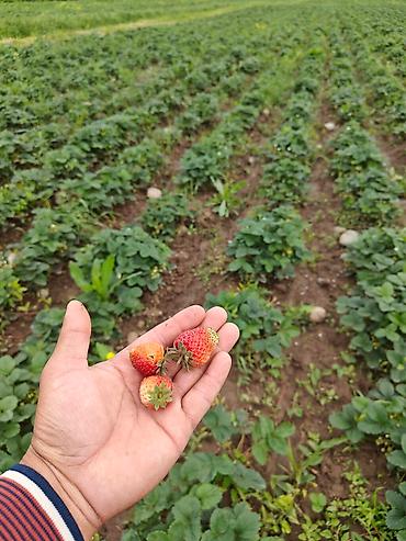 Другие специальности: Талаа иштерине Байкелер, Жигиттер керек суугатка. Кулпунай, Малина — 5