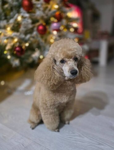 Psi: Pudla, rasa poznata po svojoj visokoj inteligenciji, eleganciji i na lalafo.rs — 14 Psi: Pudla, rasa poznata po svojoj visokoj inteligenciji, eleganciji i — 14