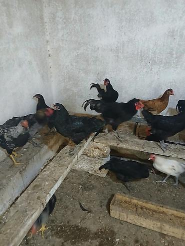 Toyuqlar: Toyuq, Yumurtalıq — 2