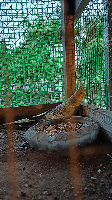 qəfes: Nymph paraket (Cockatiel) – sarı-boz rəngli, yanaqlarında narıncı — 6