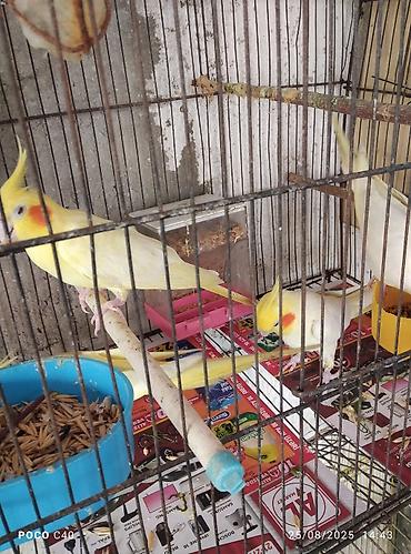 Tutuquşları: Quslar 15-30-45-50 aznNimfa (Cockatiel) və dalğalı tutuquşu – quşlar — 1