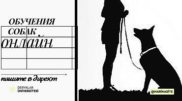Онлайн-обучение собак - Индивидуальные занятия с куратором: помощь в at lalafo.kg Онлайн-обучение собак - Индивидуальные занятия с куратором: помощь в