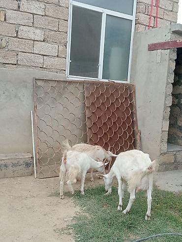 Dişi, Zanen, il: 1, 55 kq, Südlük, Pulsuz çatdırılma lalafo.az -da Dişi, Zanen, il: 1, 55 kq, Südlük, Pulsuz çatdırılma