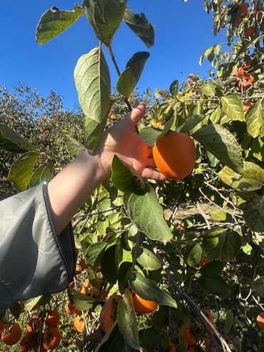 озонированное оливковое масло в капсулах: Xurma bağı – ağaclardan təzə yığım - Məhsul: Şirin, iri və ətli xurma