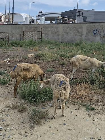 Бараны, овцы: 8 Qoyun sürüsü Təsvir: - Şəkillərdə görüldüyü kimi müxtəlif yaş və — 3