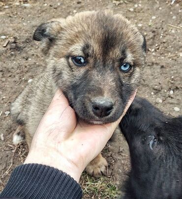 Отдам даром собаку: Собака даром: Дворняжка, 2 месяца, Самка