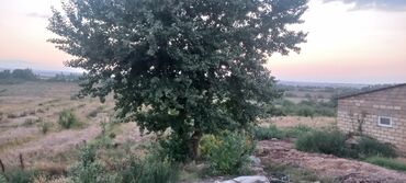 Anbar və emalatxanalar: Ünvan: Qusar şəhəri Ləyər kəndi (ləzgi ləyər) 1hk 68 sot bağ yeri — 21