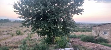 Torpaq sahələrinin satışı: Kənd təsərrüfatı — 37