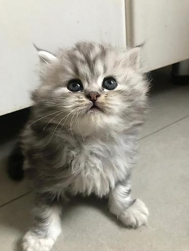 Pişiklər: Britan — 3