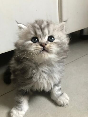 Pişiklər: Şotland yastı qulaq, Erkək, Dişi, Yaxşı əllərə, Ünvandan götürmə, Pulsuz çatdırılma, Ödənişli çatdırılma — 43