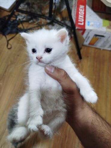 muzhskie futbolki white house: 2 white kittens available. only 3 weeks old. very sweet and cute