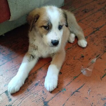 İtlər: Qafqaz çoban iti, 1 ay, Erkek