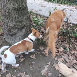 İtlər: Cek rassel teryer, 1 ay, Erkek, Ödənişli çatdırılma — 7